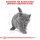 ROYAL CANIN British Shorthair Kittenfutter trocken für BKH Kätzchen 2 Kg