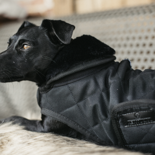 hills zd hund nassfutter Hill's z/d low fat main image 0
