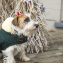 Kentucky Dogwear Hundemantel Original Dunkel Grün