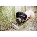 Kentucky Dogwear Hundemantel Waterproof 160g Rosa XS 31cm
