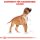 ROYAL CANIN Boxer Puppy Welpenfutter trocken 12 Kg