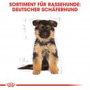 ROYAL CANIN German Shepherd Puppy Welpenfutter trocken f&uuml;r Deutsche Sch&auml;ferhunde 12 Kg