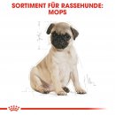 ROYAL CANIN Pug Puppy Welpenfutter trocken f&uuml;r Mops 1,5 Kg