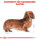 ROYAL CANIN Dachshund Adult Hundefutter trocken für Dackel 7,5 Kg