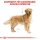 ROYAL CANIN Golden Retriever Adult Hundefutter trocken 3 Kg