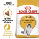 ROYAL CANIN Norwegian Forest Cat Adult Trockenfutter f&uuml;r Norwegische Waldkatzen 10 Kg