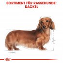 ROYAL CANIN Dachshund Adult Hundefutter nass f&uuml;r Dackel 12x85 g