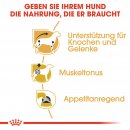 ROYAL CANIN Dachshund Adult Hundefutter nass f&uuml;r Dackel 12x85 g