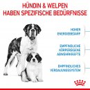 ROYAL CANIN GIANT Starter f&uuml;r tragende H&uuml;ndin und Welpen sehr gro&szlig;er Rassen 15 Kg