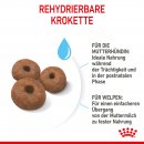 ROYAL CANIN GIANT Starter f&uuml;r tragende H&uuml;ndin und Welpen sehr gro&szlig;er Rassen 15 Kg