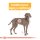 ROYAL CANIN DERMACOMFORT MAXI Trockenfutter für große Hunde mit empfindlicher Haut 12 Kg
