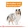 ROYAL CANIN COAT CARE MINI Trockenfutter für kleine Hunde für glänzendes Fell 3 Kg