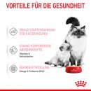 ROYAL CANIN MOTHER &amp; BABYCAT Mousse f&uuml;r tragende Katzen und Kitten 12x195 g