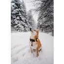 Orbiloc LED-Sicherheitslicht Dog Dual Gelb