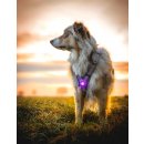 Orbiloc LED-Sicherheitslicht Dog Dual Lila