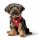 Hunter Geschirr Love 37-40 cm/XS-S
