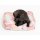 PET & CO. Hunde- & Katzensack Snuggle Canvas Teddy