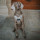 Hunter Hundegeschirr Divo Camouflage Rosa M