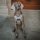 Hunter Hundegeschirr Divo Camouflage Grün XS