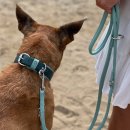 Maul Ledermanufaktur Hundehalsband Honolulu