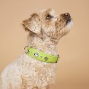 Maul Ledermanufaktur Hundehalsband Diamond Sommer Edition