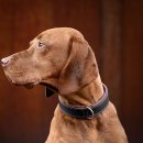 Maul Ledermanufaktur Hundehalsband Klassik Premium Cognac/Gold L 65cm / B 40mm