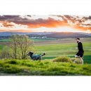 Non-stop dogwear Laufgurt CaniX Belt 2.0