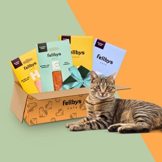 Fellbys Entdeckerbox für Katzen I