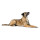 Hunter Hunde Halsband Malia Beige/Natur S-M 50