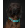 Paikka Hundehalsband Glow Aqua 2,5 x 35-48 cm