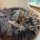 Helen Wells Hundebett Schaf Donut