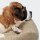 Cloud7 Hundebett Sleepy Deluxe Curl Cream