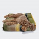 Cloud7 Hundebett Cube Tartan Green