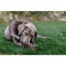 Doog Hunde Spielzeug Family Stick