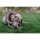 Doog Hunde Spielzeug Family Stick