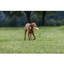 Non-stop dogwear Hundespielzeug Dog flying disc