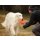 Non-stop dogwear Hundespielzeug Dog flying disc