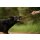 Non-stop dogwear Hundespielzeug Dog ball on rope