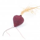 CanadianCat Katzenspielzeug mit Katzenminze Rote Beet