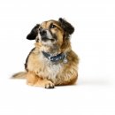 Hunter Halsband Malibu Dunkelblau