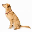 Hunter Dressurhalsung Malibu Koralle