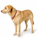 Hunter Dressurhalsung Malibu Koralle