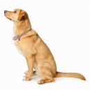 Hunter Dressurhalsung Malibu Zartrosa