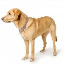 Hunter Dressurhalsung Malibu Zartrosa