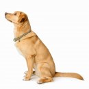 Hunter Dressurhalsung Malibu Salbeigr&uuml;n