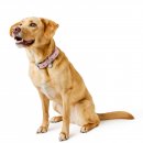 Hunter Halsband Malibu Zartrosa