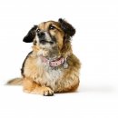 Hunter Halsband Malibu Zartrosa