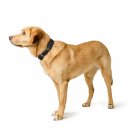 Hunter Halsband Havanna Schwarz