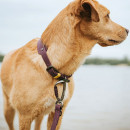 Hunter Hunde Verstellbare F&uuml;hrleine Havanna Brombeer