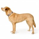 Hunter Halsband Havanna Greige